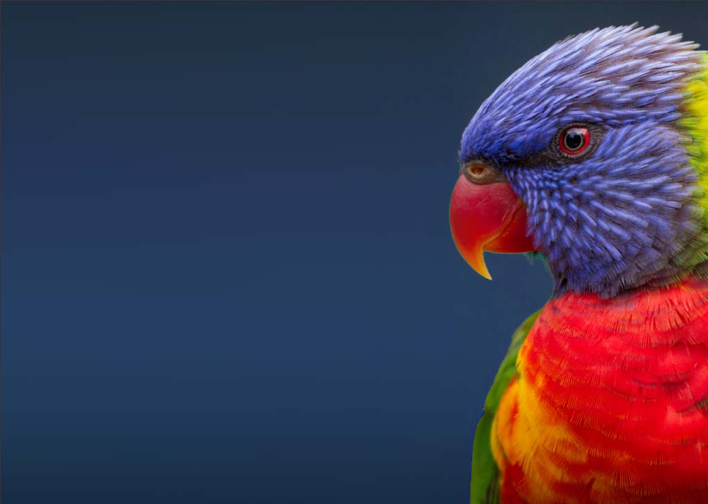 Private Bus Transfers to Currumbin Sanctuary